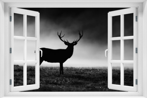 Fototapeta Naklejka Na Ścianę Okno 3D - Red deer in black and white , UK