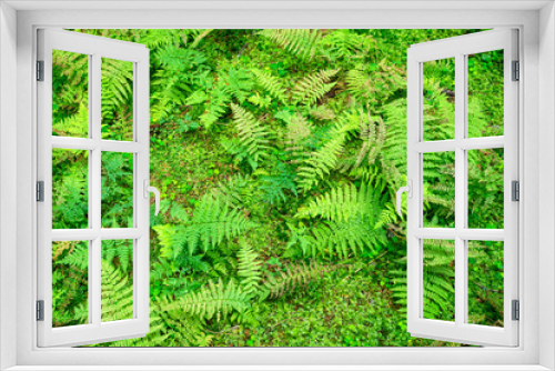 Fototapeta Naklejka Na Ścianę Okno 3D -  fern nature background forest