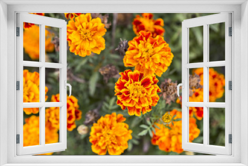 Fototapeta Naklejka Na Ścianę Okno 3D - Marigolds flowers closeup