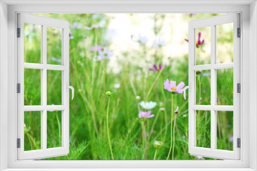 Fototapeta Naklejka Na Ścianę Okno 3D - Beautiful meadow with cosmos flowers