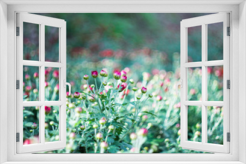 Fototapeta Naklejka Na Ścianę Okno 3D - Autumnal flowers