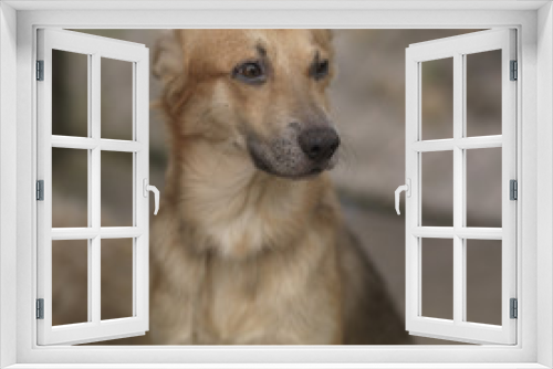 Fototapeta Naklejka Na Ścianę Okno 3D - Placencia, Dog