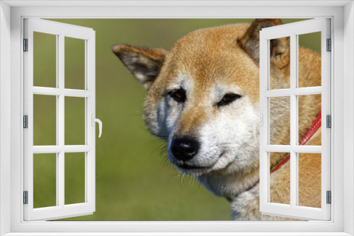 Fototapeta Naklejka Na Ścianę Okno 3D - 柴犬