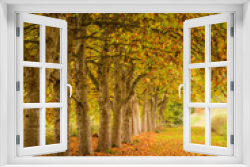 Fototapeta Naklejka Na Ścianę Okno 3D - Tree Line in Fall