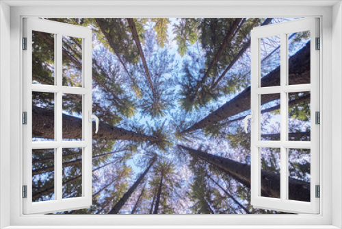 Fototapeta Naklejka Na Ścianę Okno 3D - the trees in the fall from the bottom up