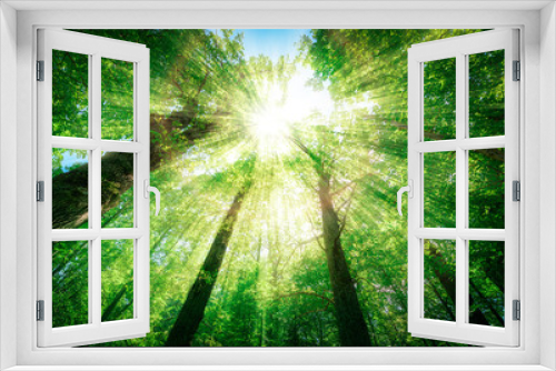Fototapeta Naklejka Na Ścianę Okno 3D - Sunlit Tree Forest
