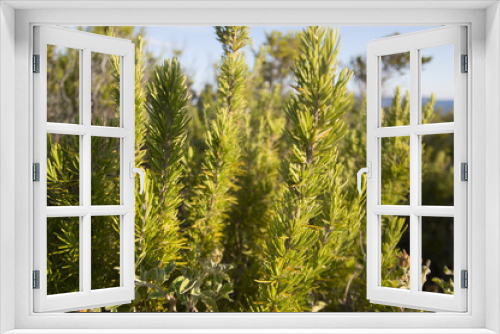 Fototapeta Naklejka Na Ścianę Okno 3D - Rosemary (Rosmarinus officinalis)