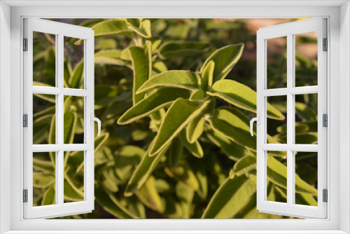 Fototapeta Naklejka Na Ścianę Okno 3D - Greek sage (Salvia fruticosa)