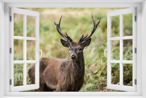 Fototapeta Naklejka Na Ścianę Okno 3D - Majestic powerful red deer stag Cervus Elaphus in forest landsca