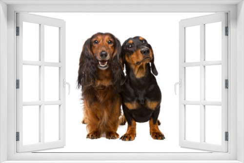 Fototapeta Naklejka Na Ścianę Okno 3D - Two dachshund dogs