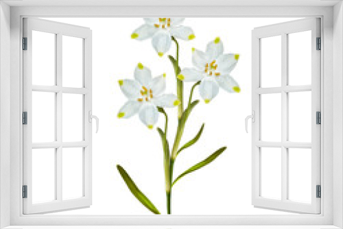 Fototapeta Naklejka Na Ścianę Okno 3D - spring flowers snowdrops isolated on white background.