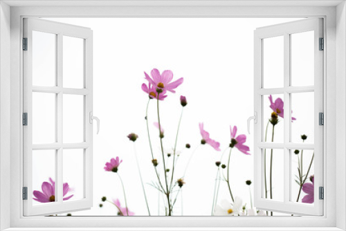 Fototapeta Naklejka Na Ścianę Okno 3D - Pink cosmos flowers in garden close up