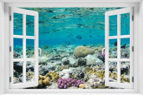 Fototapeta Naklejka Na Ścianę Okno 3D - Tropical fish and hard corals in the Red Sea, Egypt. Vacation
