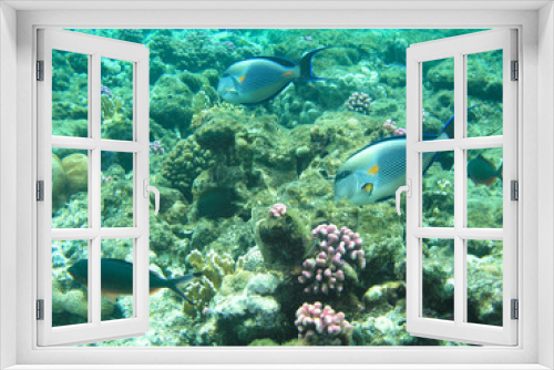 Fototapeta Naklejka Na Ścianę Okno 3D - Tropical fish and hard corals in the Red Sea, Egypt. Vacation
