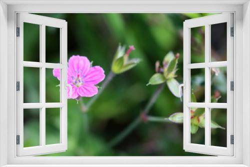 Fototapeta Naklejka Na Ścianę Okno 3D - ゲンノショウコ　赤い花