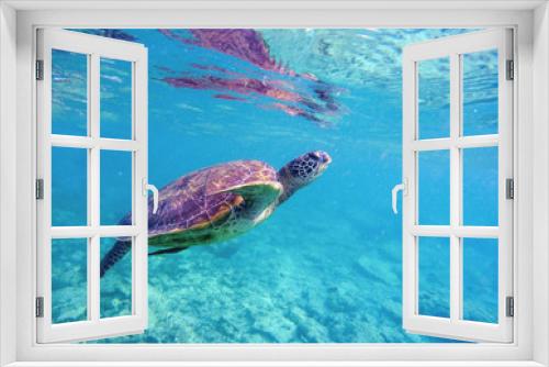 Fototapeta Naklejka Na Ścianę Okno 3D - Underwater image of sea turtle for banner template with text place