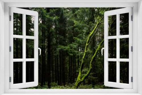 Fototapeta Naklejka Na Ścianę Okno 3D - Alter Baum im dunklen Nadelwald