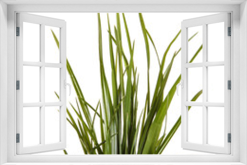 Fototapeta Naklejka Na Ścianę Okno 3D - bundle of green grass isolated on white background