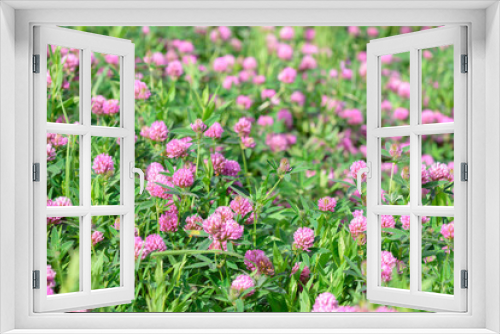 Fototapeta Naklejka Na Ścianę Okno 3D - Clover Flowers in the field background