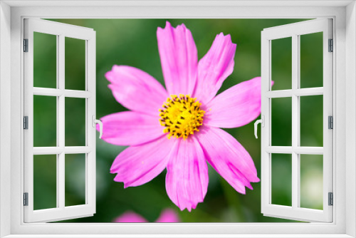 Fototapeta Naklejka Na Ścianę Okno 3D - Close-up cosmos flower