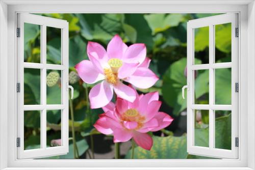 Fototapeta Naklejka Na Ścianę Okno 3D - ピンク色の蓮の花