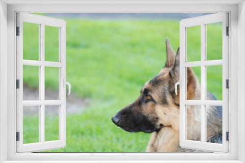 Fototapeta Naklejka Na Ścianę Okno 3D - Police canine