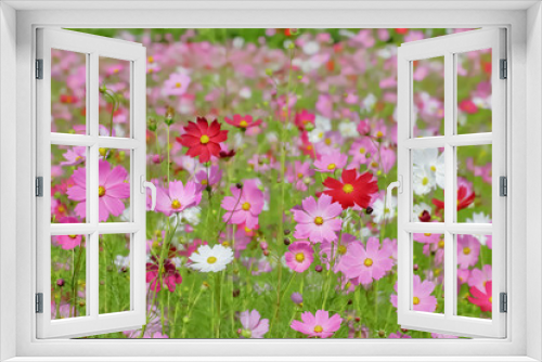 Fototapeta Naklejka Na Ścianę Okno 3D - ピンク色と赤色のコスモスの花