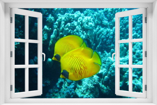 Fototapeta Naklejka Na Ścianę Okno 3D - Maskenfalterfisch