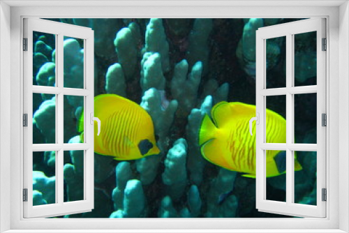 Fototapeta Naklejka Na Ścianę Okno 3D - Maskenfalterfisch