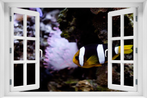 Fototapeta Naklejka Na Ścianę Okno 3D - Рыба в полоску плавает в оквариуме