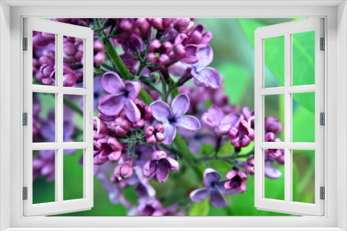 Fototapeta Naklejka Na Ścianę Okno 3D - lilac tree