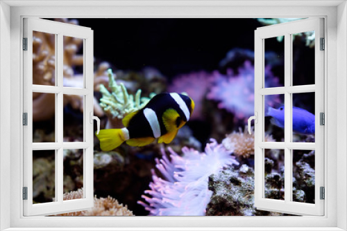 Fototapeta Naklejka Na Ścianę Okno 3D - домашняя полосатая рыба в аквариуме
