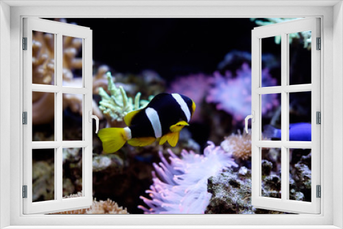 Fototapeta Naklejka Na Ścianę Okno 3D - полосатая красивая рыбка дома в аквариуме