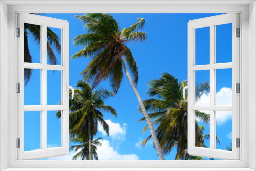 Fototapeta Naklejka Na Ścianę Okno 3D - 
Coconut palms on the Atlantic coast. Dominican Republic