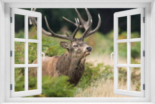 Fototapeta Naklejka Na Ścianę Okno 3D - Red Deer, Deer, Cervus elaphus - Rut time.