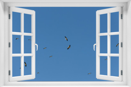 Fototapeta Naklejka Na Ścianę Okno 3D - Grupo de cigüeñas volando sin rumbo