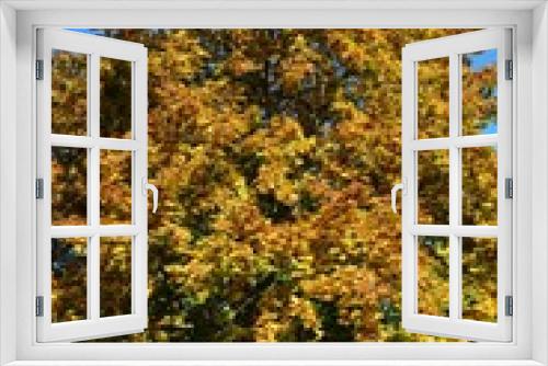 Fototapeta Naklejka Na Ścianę Okno 3D - Bunte Herbstblätter am Baum 
