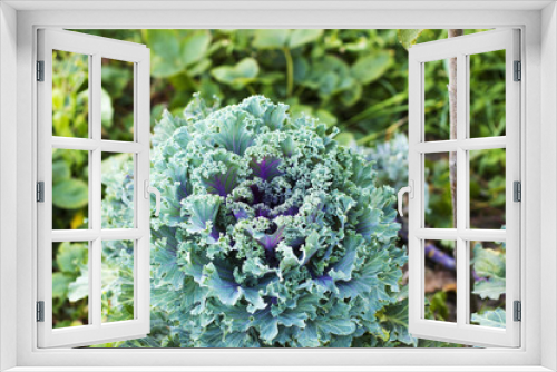Fototapeta Naklejka Na Ścianę Okno 3D - Cabbage Kale purple and green growing in garden top view
