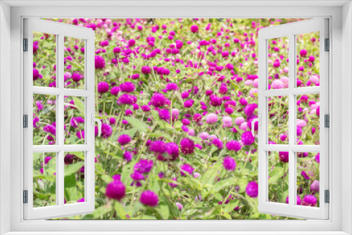 Fototapeta Naklejka Na Ścianę Okno 3D - Amaranth purple background green,purple