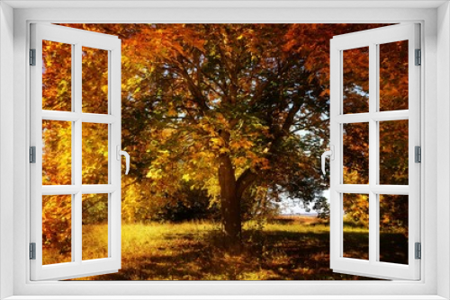 Fototapeta Naklejka Na Ścianę Okno 3D - Goldener Oktober - Herbstlicher farbige Baum 
