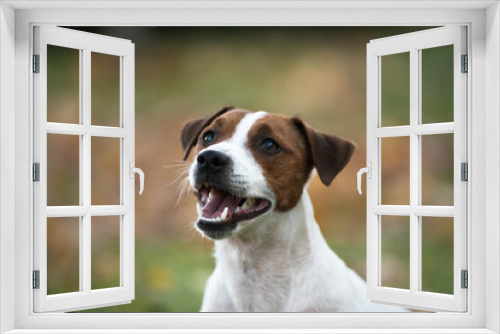 Fototapeta Naklejka Na Ścianę Okno 3D - Happy smiling dog jack russell terrier