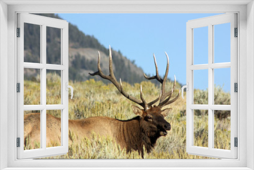 Fototapeta Naklejka Na Ścianę Okno 3D - North American Elk Bull With Large Antlers Grazing On The Hill slope In Yellowstone National Park, Wyoming, USA 