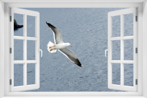 Fototapeta Naklejka Na Ścianę Okno 3D - Чайка в небе