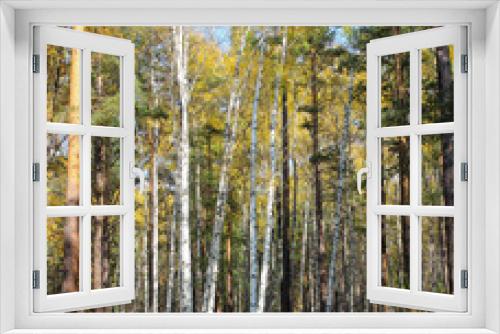 Fototapeta Naklejka Na Ścianę Okno 3D - Birch trees in a forest.