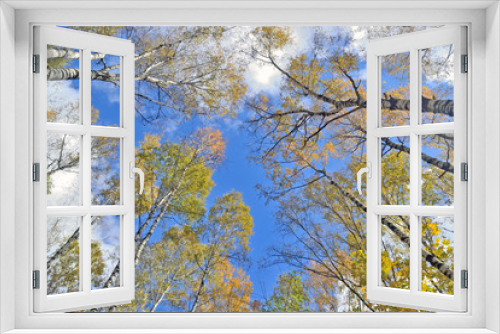 Fototapeta Naklejka Na Ścianę Okno 3D - trunks of trees with yellow leaves against the blue sky