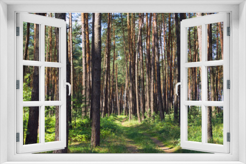 Fototapeta Naklejka Na Ścianę Okno 3D - pine forest with footpath