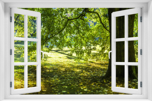 Fototapeta Naklejka Na Ścianę Okno 3D - Schattenspiel unter den Laubbäumen im goldenen Oktober