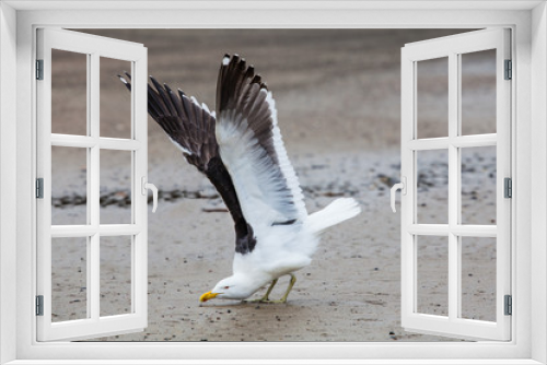 Fototapeta Naklejka Na Ścianę Okno 3D - Black-back gull, bird, seagull