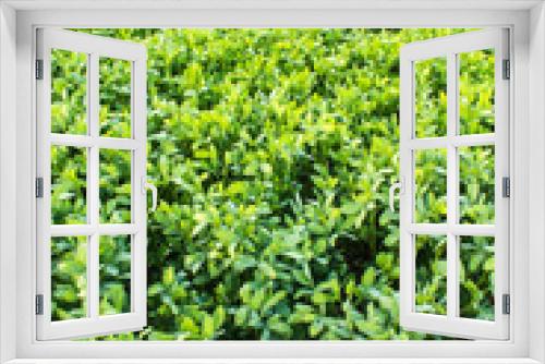 Fototapeta Naklejka Na Ścianę Okno 3D - bean plant