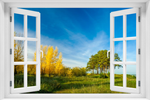 Fototapeta Naklejka Na Ścianę Okno 3D - Yellow trees and green pines in edge of forest